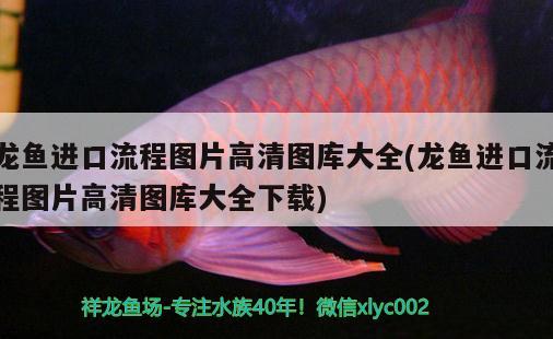 龍魚進(jìn)口流程圖片高清圖庫大全(龍魚進(jìn)口流程圖片高清圖庫大全下載) 觀賞魚進(jìn)出口