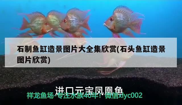 石制魚缸造景圖片大全集欣賞(石頭魚缸造景圖片欣賞)