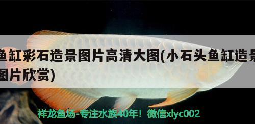 魚缸彩石造景圖片高清大圖(小石頭魚缸造景圖片欣賞) 大日玉鯖魚