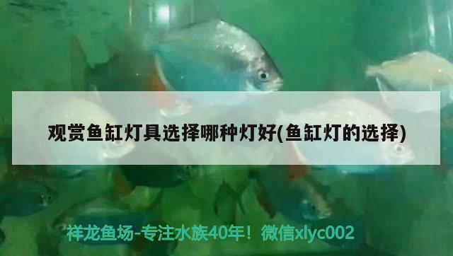 觀賞魚缸燈具選擇哪種燈好(魚缸燈的選擇) 錦鯉魚百科