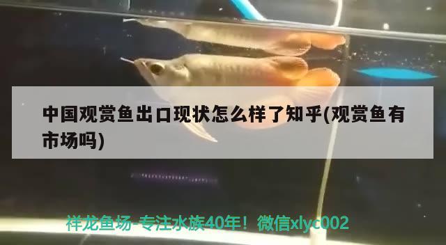 中國觀賞魚出口現(xiàn)狀怎么樣了知乎(觀賞魚有市場嗎)