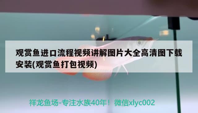 觀賞魚(yú)進(jìn)口流程視頻講解圖片大全高清圖下載安裝(觀賞魚(yú)打包視頻) 觀賞魚(yú)進(jìn)出口