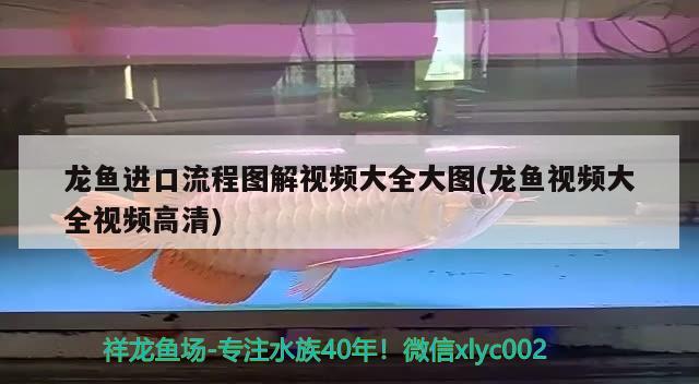 龍魚進(jìn)口流程圖解視頻大全大圖(龍魚視頻大全視頻高清) 觀賞魚進(jìn)出口