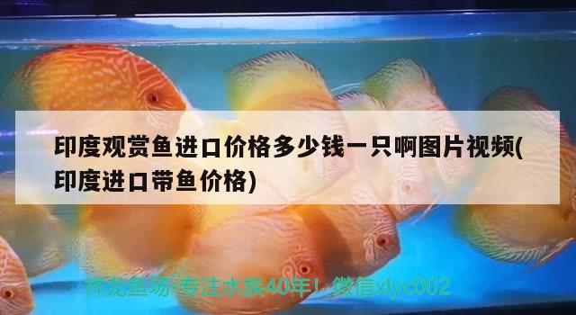 印度觀賞魚進(jìn)口價格多少錢一只啊圖片視頻(印度進(jìn)口帶魚價格) 觀賞魚進(jìn)出口