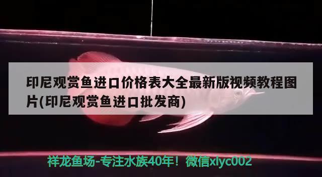 印尼觀賞魚進口價格表大全最新版視頻教程圖片(印尼觀賞魚進口批發(fā)商)