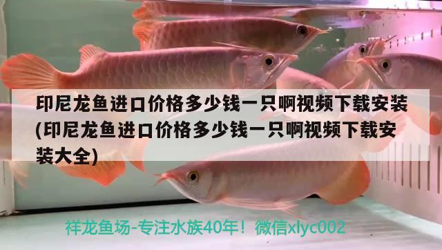 印尼龍魚進口價格多少錢一只啊視頻下載安裝(印尼龍魚進口價格多少錢一只啊視頻下載安裝大全)