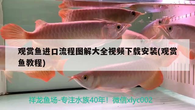 觀賞魚進(jìn)口流程圖解大全視頻下載安裝(觀賞魚教程) 觀賞魚進(jìn)出口