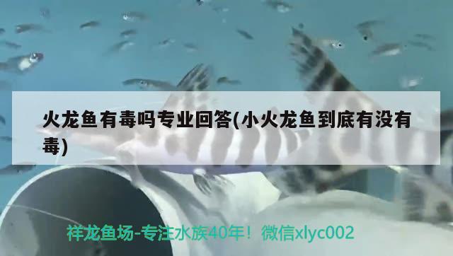 火龍魚有毒嗎專業(yè)回答(小火龍魚到底有沒有毒) 檸檬鯽