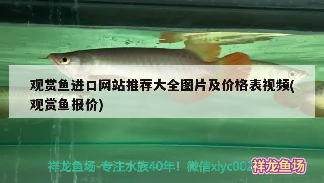 觀賞魚進口網(wǎng)站推薦大全圖片及價格表視頻(觀賞魚報價) 觀賞魚進出口