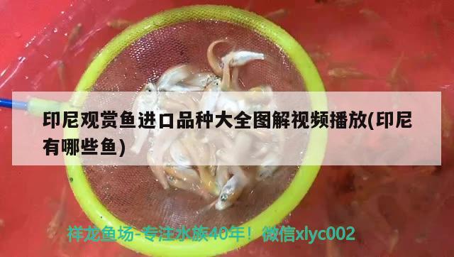 印尼觀賞魚進(jìn)口品種大全圖解視頻播放(印尼有哪些魚) 觀賞魚進(jìn)出口