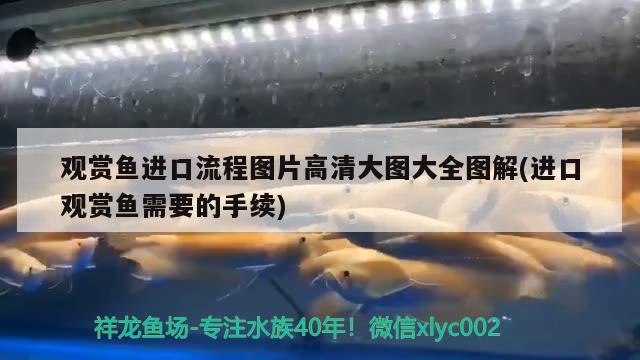 觀賞魚進口流程圖片高清大圖大全圖解(進口觀賞魚需要的手續(xù))