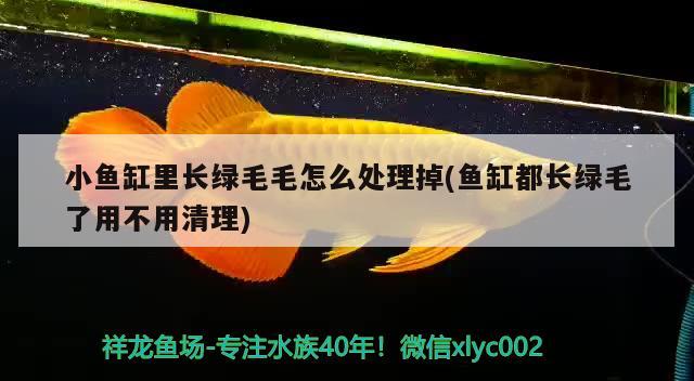 小魚缸里長綠毛毛怎么處理掉(魚缸都長綠毛了用不用清理) 白子銀龍魚苗