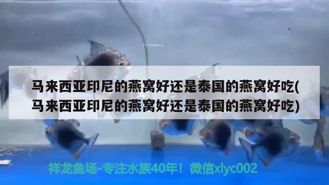 馬來西亞印尼的燕窩好還是泰國(guó)的燕窩好吃(馬來西亞印尼的燕窩好還是泰國(guó)的燕窩好吃) 馬來西亞燕窩