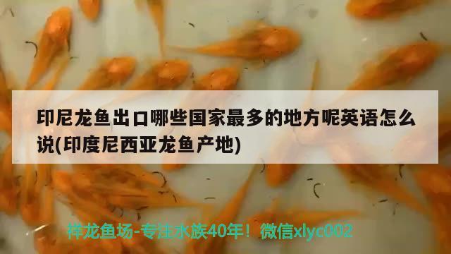 印尼龍魚(yú)出口哪些國(guó)家最多的地方呢英語(yǔ)怎么說(shuō)(印度尼西亞龍魚(yú)產(chǎn)地) 觀賞魚(yú)進(jìn)出口