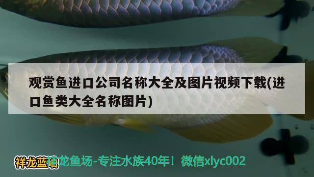 觀賞魚進口公司名稱大全及圖片視頻下載(進口魚類大全名稱圖片)