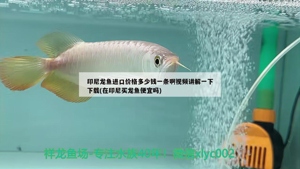 印尼龍魚進口價格多少錢一條啊視頻講解一下下載(在印尼買龍魚便宜嗎) 觀賞魚進出口