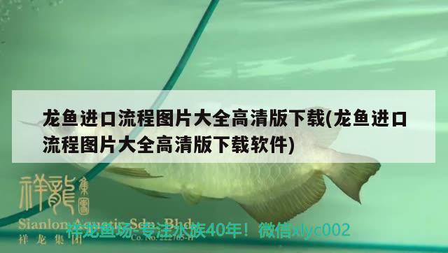 龍魚進口流程圖片大全高清版下載(龍魚進口流程圖片大全高清版下載軟件) 觀賞魚進出口