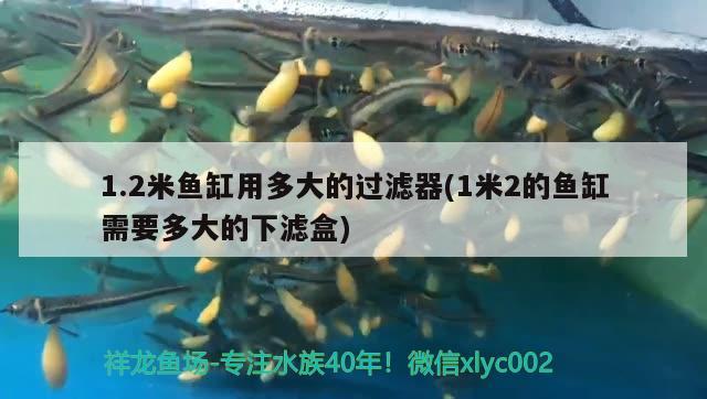 1.2米魚缸用多大的過濾器(1米2的魚缸需要多大的下濾盒) 帝王三間魚