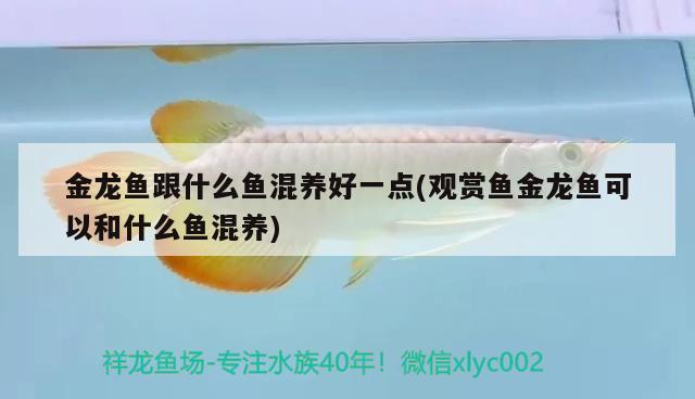 金龍魚(yú)跟什么魚(yú)混養(yǎng)好一點(diǎn)(觀賞魚(yú)金龍魚(yú)可以和什么魚(yú)混養(yǎng)) 除藻劑