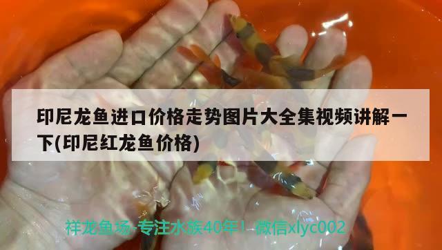 印尼龍魚進(jìn)口價格走勢圖片大全集視頻講解一下(印尼紅龍魚價格)