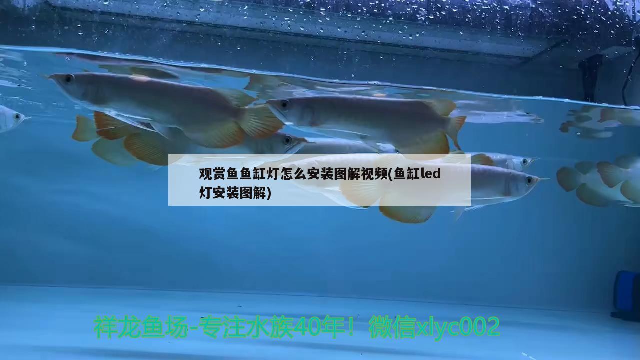 觀賞魚魚缸燈怎么安裝圖解視頻(魚缸led燈安裝圖解)