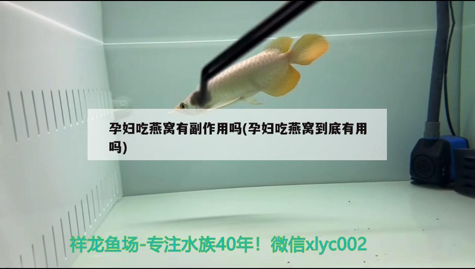 孕婦吃燕窩有副作用嗎(孕婦吃燕窩到底有用嗎) 馬來(lái)西亞燕窩