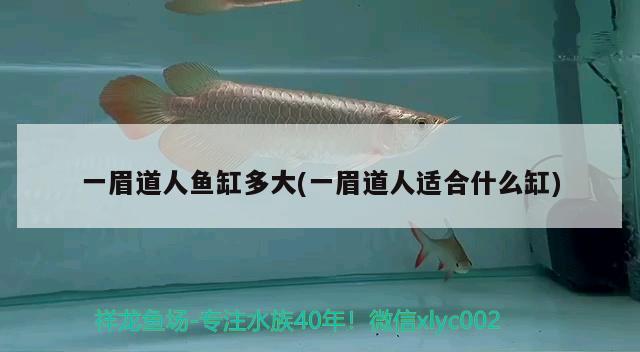 一眉道人魚缸多大(一眉道人適合什么缸)