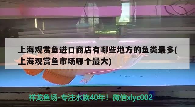 上海觀賞魚(yú)進(jìn)口商店有哪些地方的魚(yú)類(lèi)最多(上海觀賞魚(yú)市場(chǎng)哪個(gè)最大) 觀賞魚(yú)進(jìn)出口