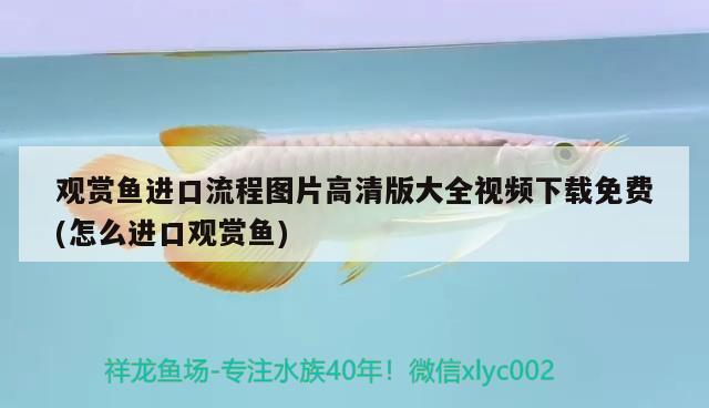 觀賞魚進(jìn)口流程圖片高清版大全視頻下載免費(fèi)(怎么進(jìn)口觀賞魚)