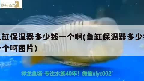 魚缸保溫器多少錢一個(gè)啊(魚缸保溫器多少錢一個(gè)啊圖片) 潛水艇魚