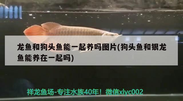 龍魚和狗頭魚能一起養(yǎng)嗎圖片(狗頭魚和銀龍魚能養(yǎng)在一起嗎)