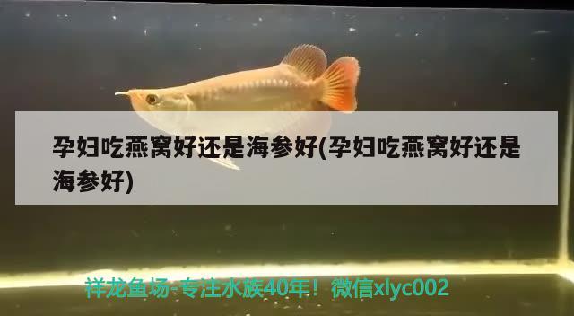 孕婦吃燕窩好還是海參好(孕婦吃燕窩好還是海參好) 馬來西亞燕窩