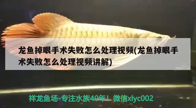 龍魚掉眼手術(shù)失敗怎么處理視頻(龍魚掉眼手術(shù)失敗怎么處理視頻講解) 觀賞魚企業(yè)目錄