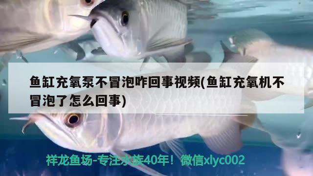 魚缸充氧泵不冒泡咋回事視頻(魚缸充氧機(jī)不冒泡了怎么回事) 眼斑魚