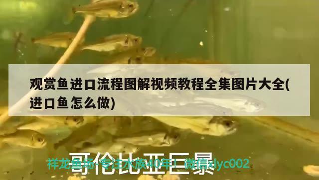 觀賞魚進(jìn)口流程圖解視頻教程全集圖片大全(進(jìn)口魚怎么做) 觀賞魚進(jìn)出口