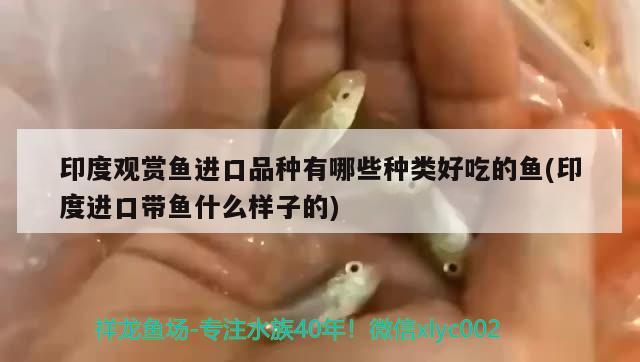 印度觀賞魚進(jìn)口品種有哪些種類好吃的魚(印度進(jìn)口帶魚什么樣子的)