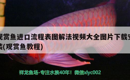 觀賞魚進(jìn)口流程表圖解法視頻大全圖片下載安裝(觀賞魚教程)