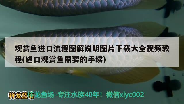 觀賞魚進(jìn)口流程圖解說明圖片下載大全視頻教程(進(jìn)口觀賞魚需要的手續(xù)) 觀賞魚進(jìn)出口