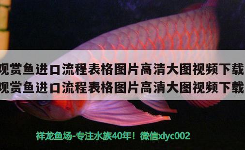 觀賞魚進口流程表格圖片高清大圖視頻下載(觀賞魚進口流程表格圖片高清大圖視頻下載) 觀賞魚進出口