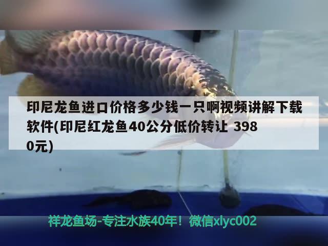 印尼龍魚進(jìn)口價(jià)格多少錢一只啊視頻講解下載軟件(印尼紅龍魚40公分低價(jià)轉(zhuǎn)讓3980元) 紅龍魚百科