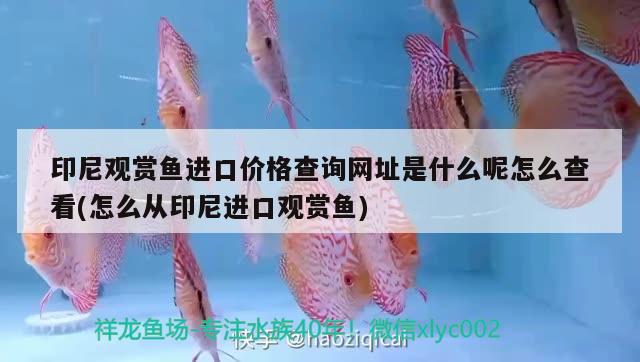 印尼觀賞魚進口價格查詢網(wǎng)址是什么呢怎么查看(怎么從印尼進口觀賞魚)