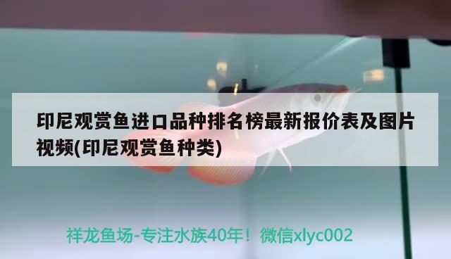 印尼觀賞魚進口品種排名榜最新報價表及圖片視頻(印尼觀賞魚種類) 觀賞魚進出口