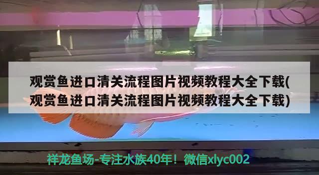 觀賞魚進(jìn)口清關(guān)流程圖片視頻教程大全下載(觀賞魚進(jìn)口清關(guān)流程圖片視頻教程大全下載) 觀賞魚進(jìn)出口