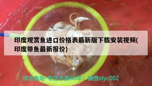 印度觀賞魚進(jìn)口價(jià)格表最新版下載安裝視頻(印度帶魚最新報(bào)價(jià)) 觀賞魚進(jìn)出口