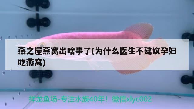 燕之屋燕窩出啥事了(為什么醫(yī)生不建議孕婦吃燕窩) 馬來西亞燕窩