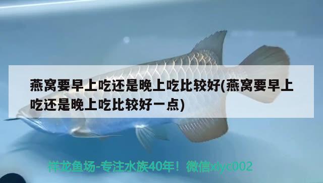 燕窩要早上吃還是晚上吃比較好(燕窩要早上吃還是晚上吃比較好一點(diǎn)) 馬來西亞燕窩