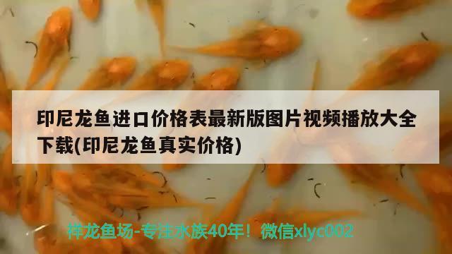 印尼龍魚進口價格表最新版圖片視頻播放大全下載(印尼龍魚真實價格)