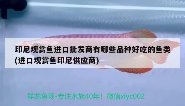 印尼觀賞魚進口批發(fā)商有哪些品種好吃的魚類(進口觀賞魚印尼供應(yīng)商) 觀賞魚進出口