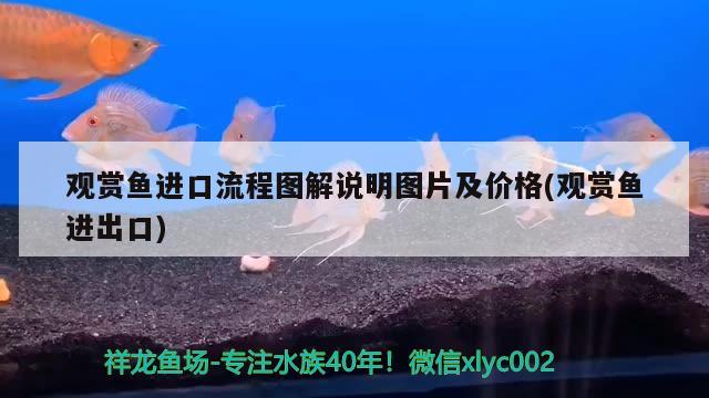 觀賞魚進口流程圖解說明圖片及價格(觀賞魚進出口)