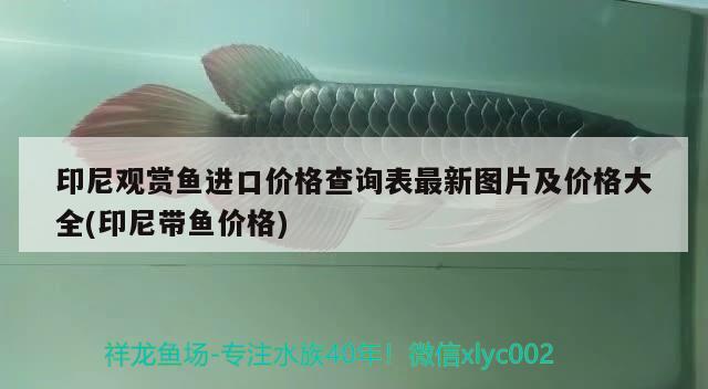 印尼觀賞魚(yú)進(jìn)口價(jià)格查詢(xún)表最新圖片及價(jià)格大全(印尼帶魚(yú)價(jià)格)